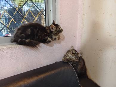 1 pasang siberian male and female