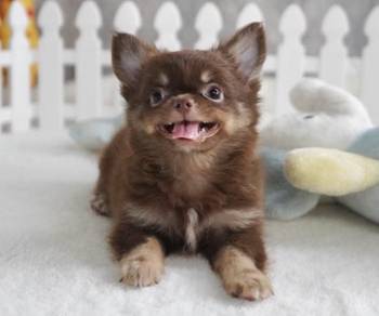 CHIHUAHUA PUPPIES 263 🌷Head Apple Cute Dog