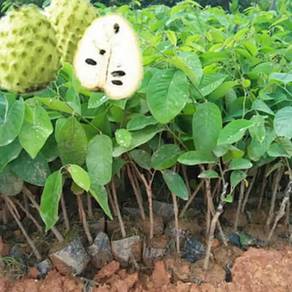 Live Plant Thai Custard Apple 4 years plants