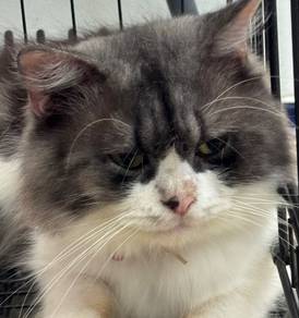 persian mix dlh
