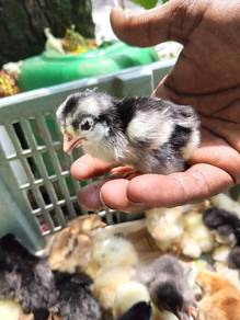 anak ayam kampung 