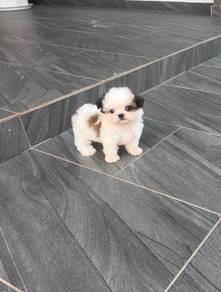Tricolour Shih tzu puppy