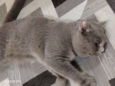 BSH blue