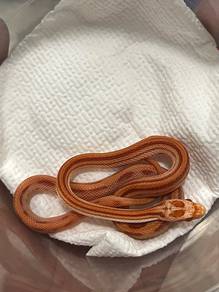 Cornsnake (Amel Stripe)