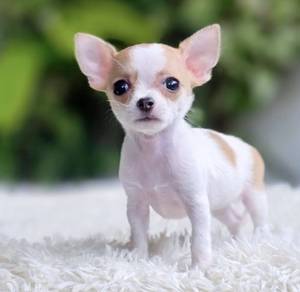 CHIHUAHUA PUPPIES VIP36🌷Head Apple Cute Dog
