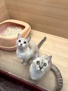 Domestic Short Hair