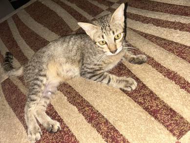 Tabby Cat