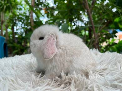 Holland lop