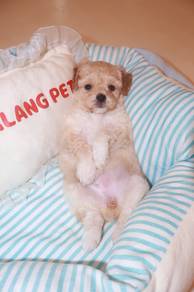 J0900 Poodle Fluffy Soft Curly Coat Puppy