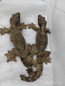 Flying gecko