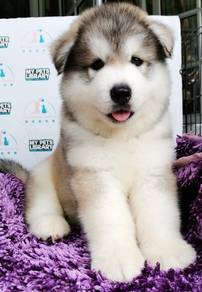 Wooly Huksy
