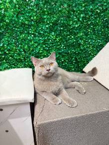 British Shorthair Acrylic Male Kitten PROMO