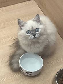 Non-standard Munchkin available!