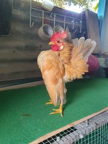Ayam Serama Muda