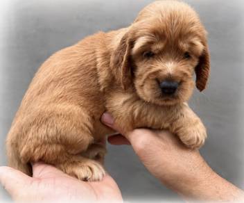 ENGLISH COCKER SPANIEL PUPPIES F429🌻Female