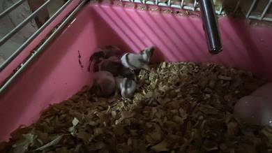 pinky mice, rats