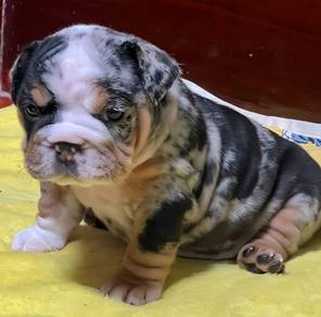 ENGLISH BULLDOG PUPPIES Female C006