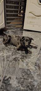 Black border collie stud
