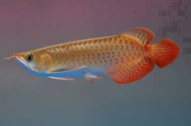 arowana blood red 5 inch 3a quality-wholesale