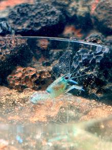Baby Lobster (Red Claw Crayfish)