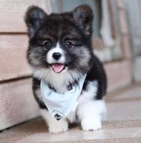 CORGI PUPPIES C181 🌻 cheeky Puppy Female