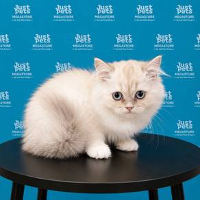 Persian Cat