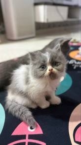 baby cat