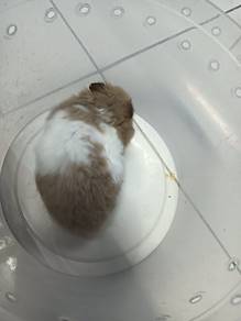 hamster syrian 