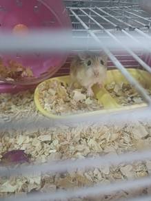 hamster for sale