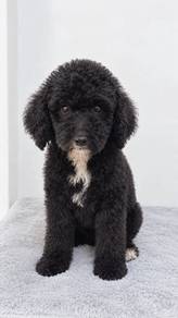 Giant Poodle 