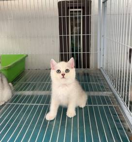 Pure BSH kitten