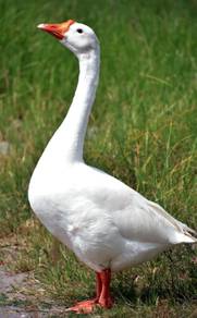 Angsa Putih goose 
