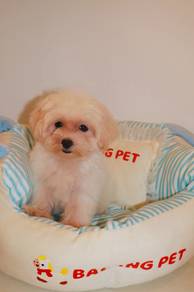 J0766 Maltipoo Cute Fluffy Teddy Puppy