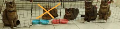Cats Adopt