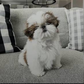 Beloved Shih Tzu / Shihpoo / Cute / Tricolor / Ted