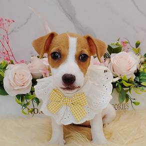 Jack Russell