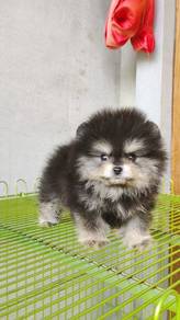 JOHOR 0200 Tiny Pomeranian Black Tan color puppy