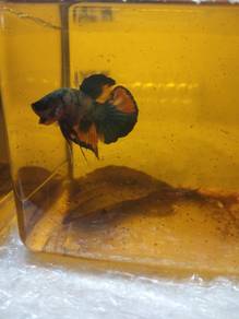 ikan laga betta fish 