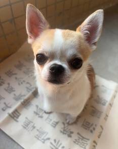 Chihuahua