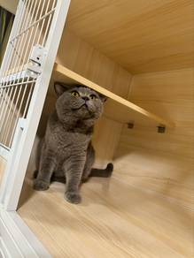 BSH Blue Male British Shorthair Jantan