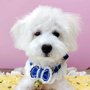 Maltipoo