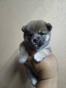 shiba
