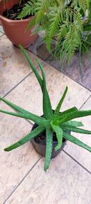 Aloe Vera plant