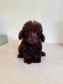 Tiny toy poodle silver beige color offer 