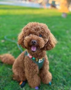 poodle 13