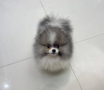 POMERANIAN PUPPIES A159 🌻 Sort of shine Male