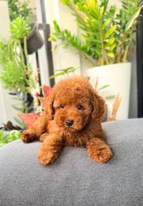red poodle puppies with MKA 