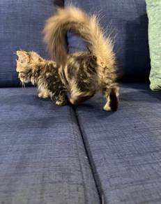 Munchkin Female supershort Kitten