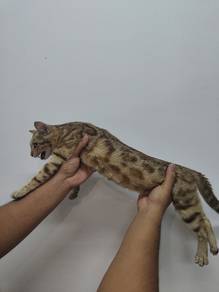 kucing bengal