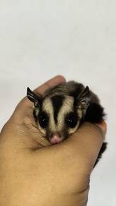 Sugar Glider